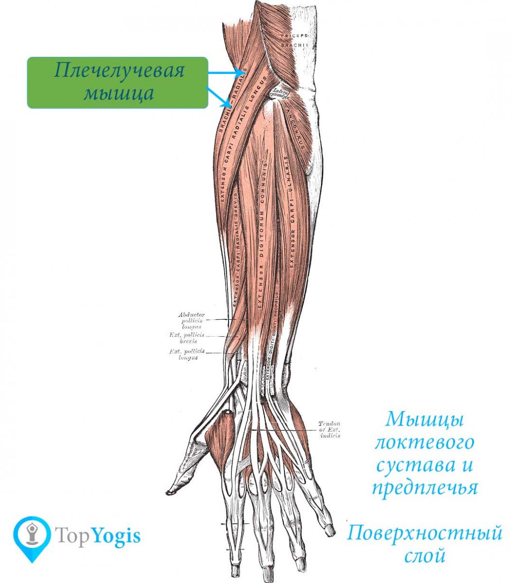 Extensor tendon of the forearm
