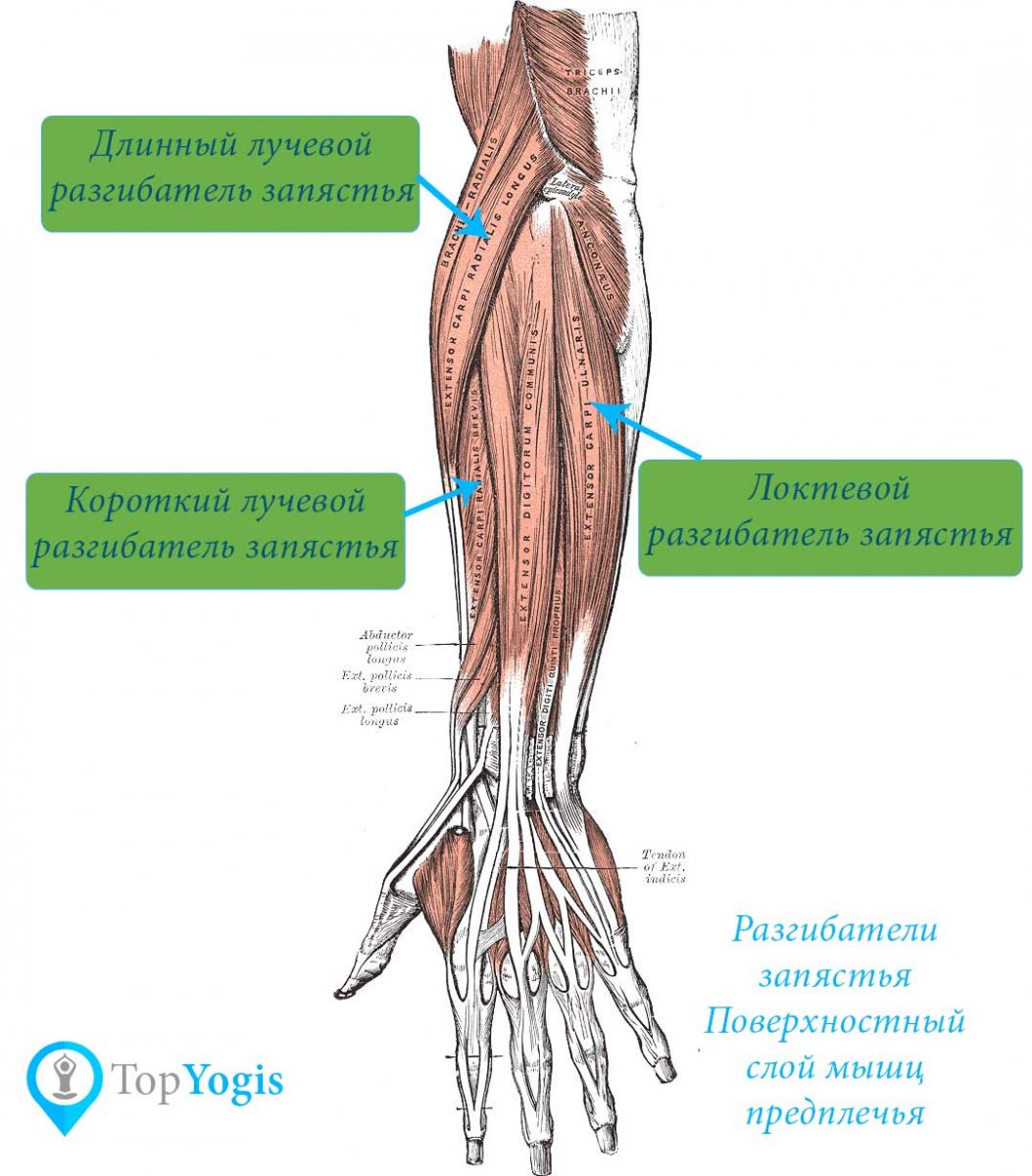 Мышцы предплечья руки человека анатомия
