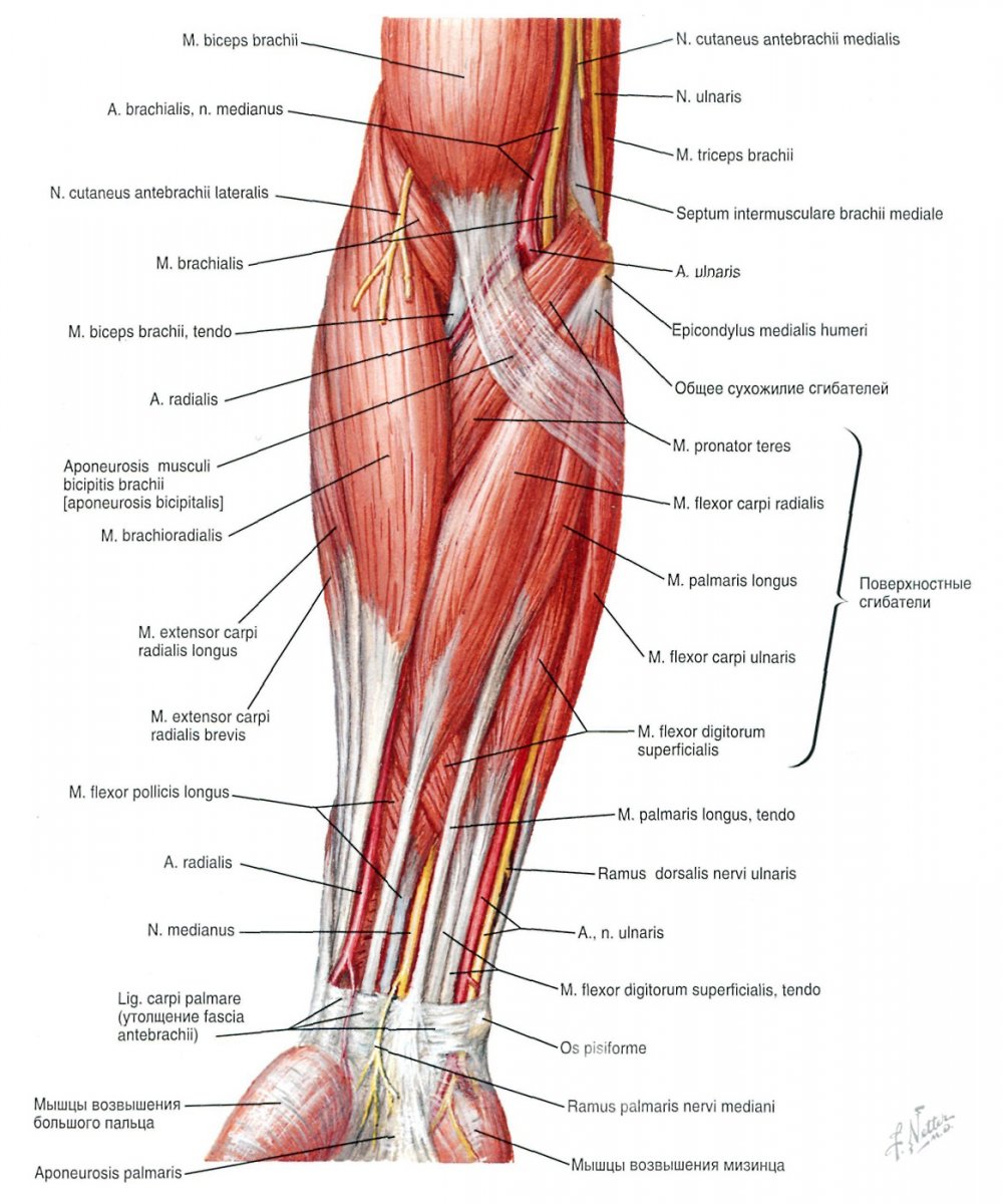 Мышцы верхней конечности вид спереди
