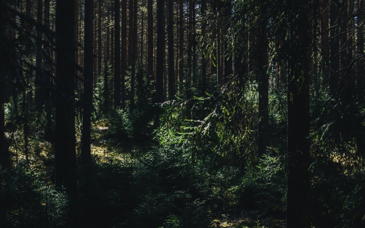 Соколиная гора хвойный лес