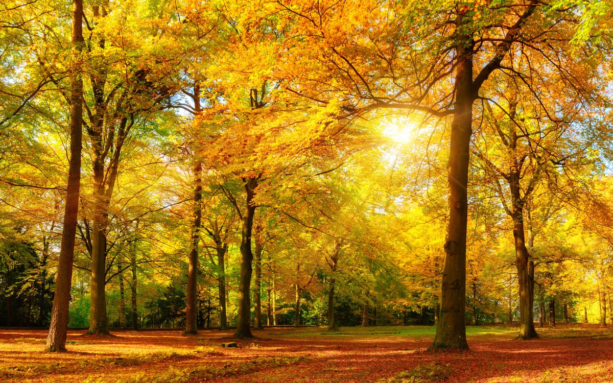 Желтый осенний лес