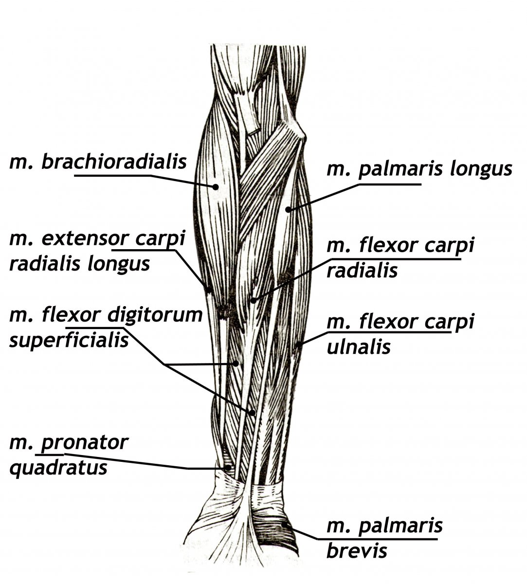 Мышцы локтевого сустава анатомия