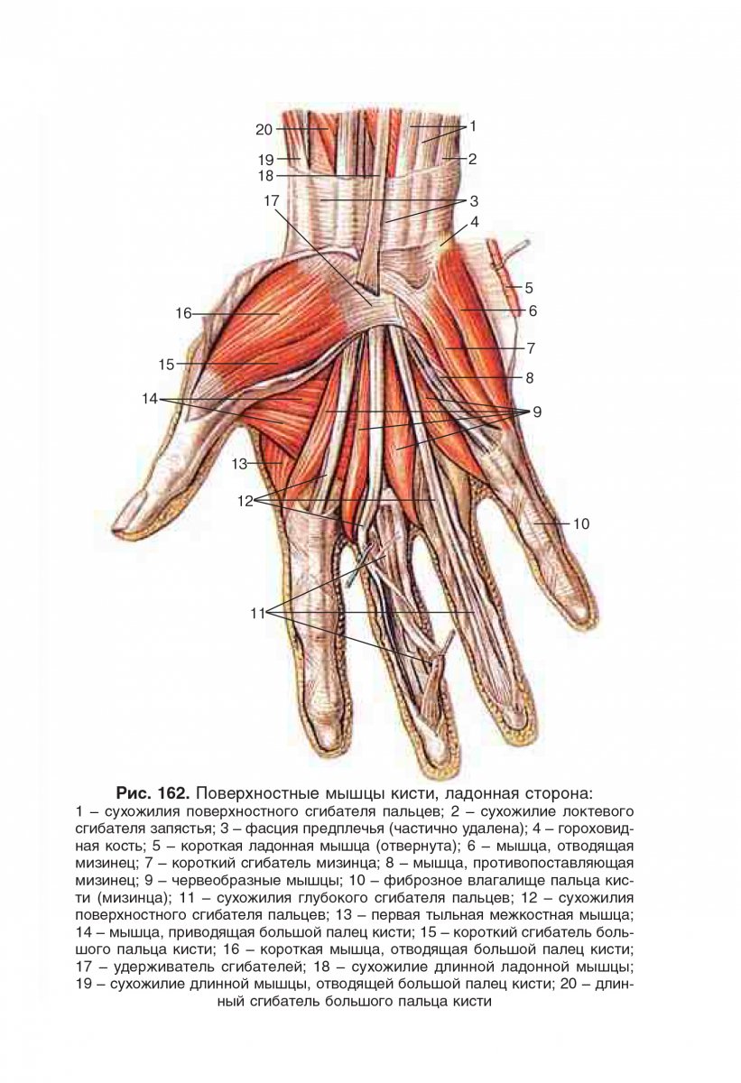 Мышцы руки анатомия