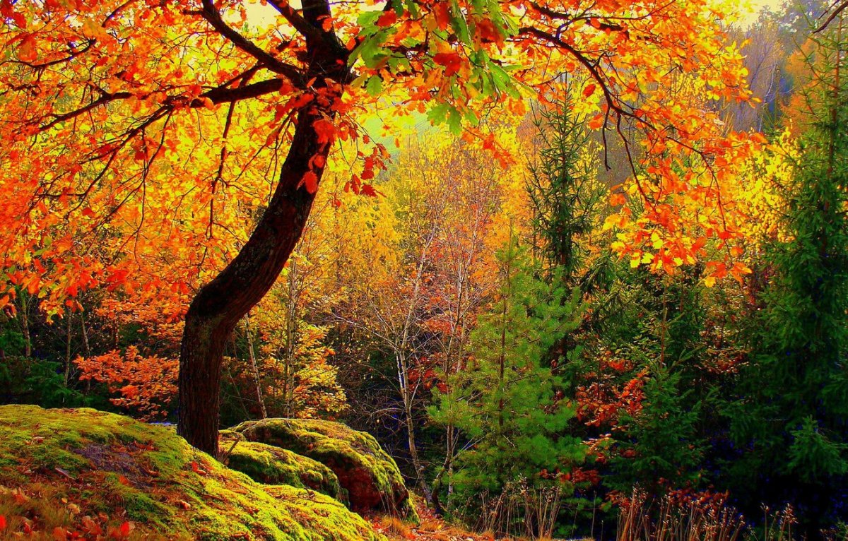 Лес осенью