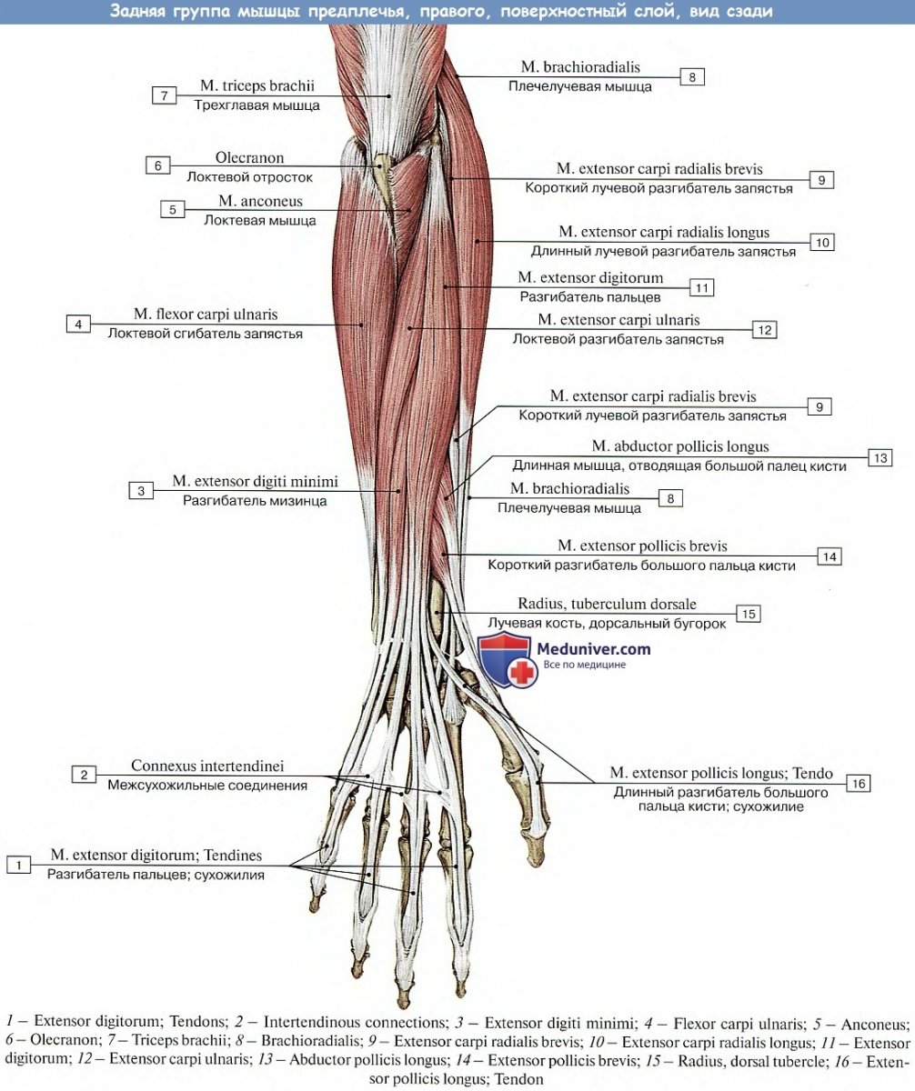 М. Triceps brachii, трехглавая мышца плеча