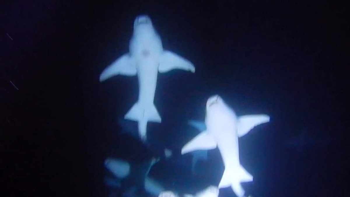 Мальдивы акулы няни