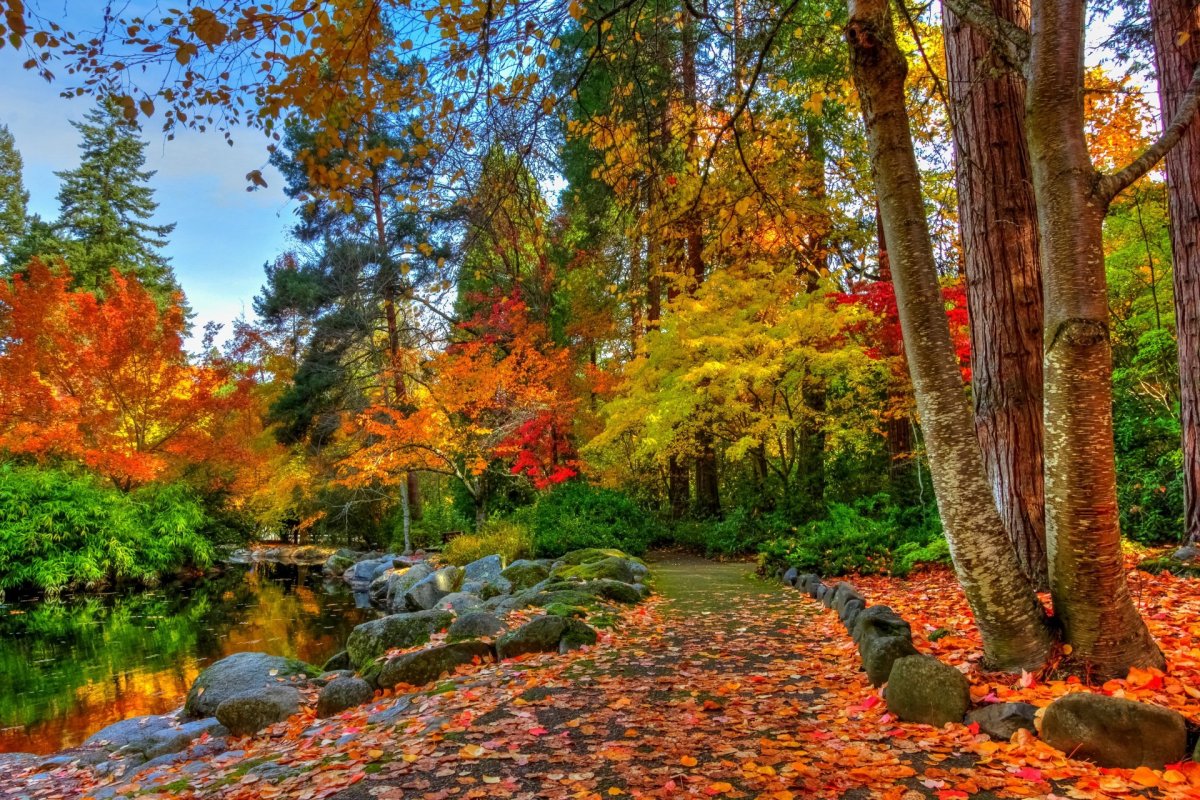 Природа Лес Осень
