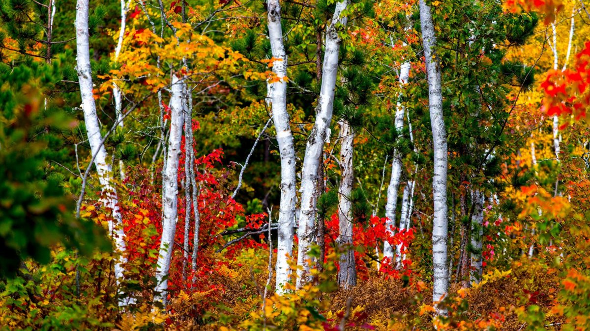 Осенний лес с рябиной и березой