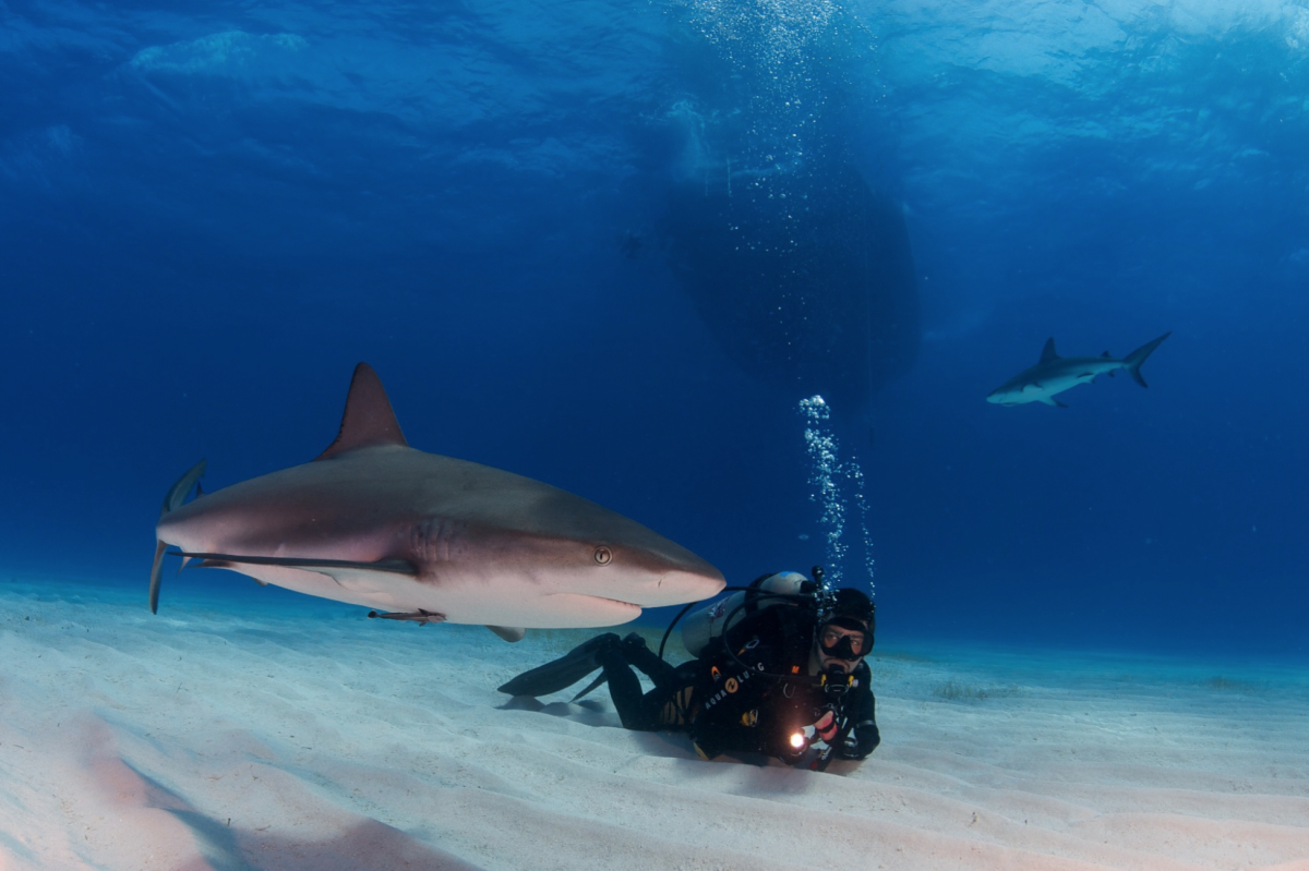Мальдивы рифы акулы