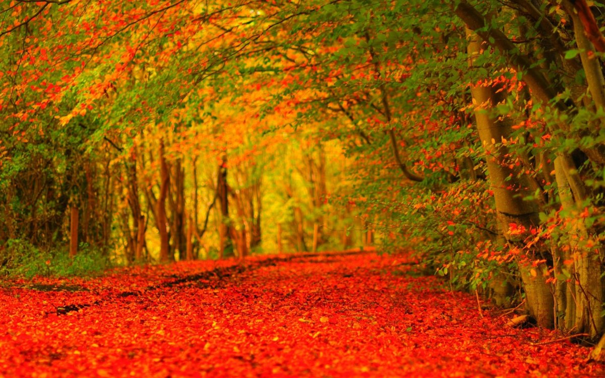 Осень картинки