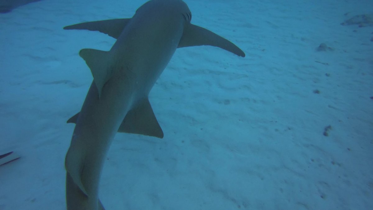 Акулы няньки на Мальдивах