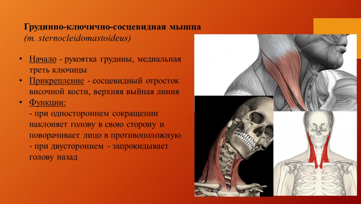 Мышцы шеи сзади анатомия
