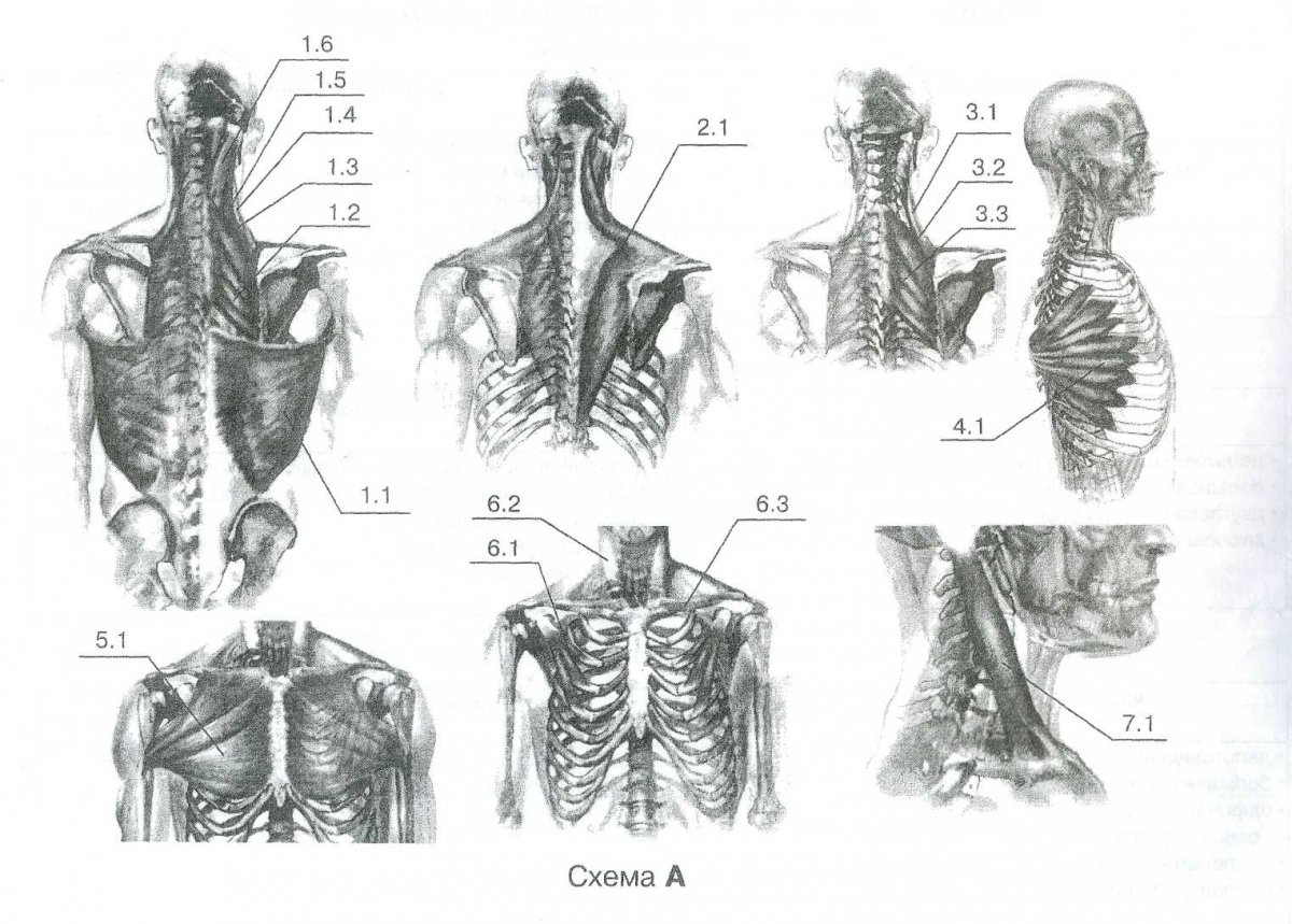 Длинная мышца шеи (m. Longus Colli)