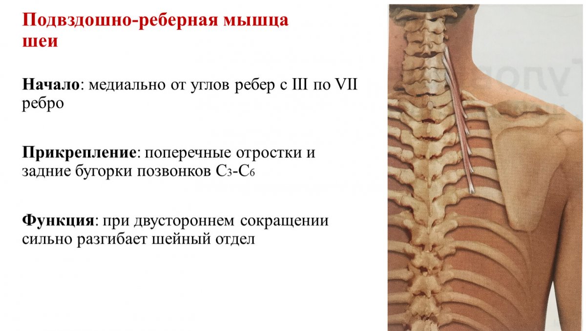 Анатомия шеи и подбородка
