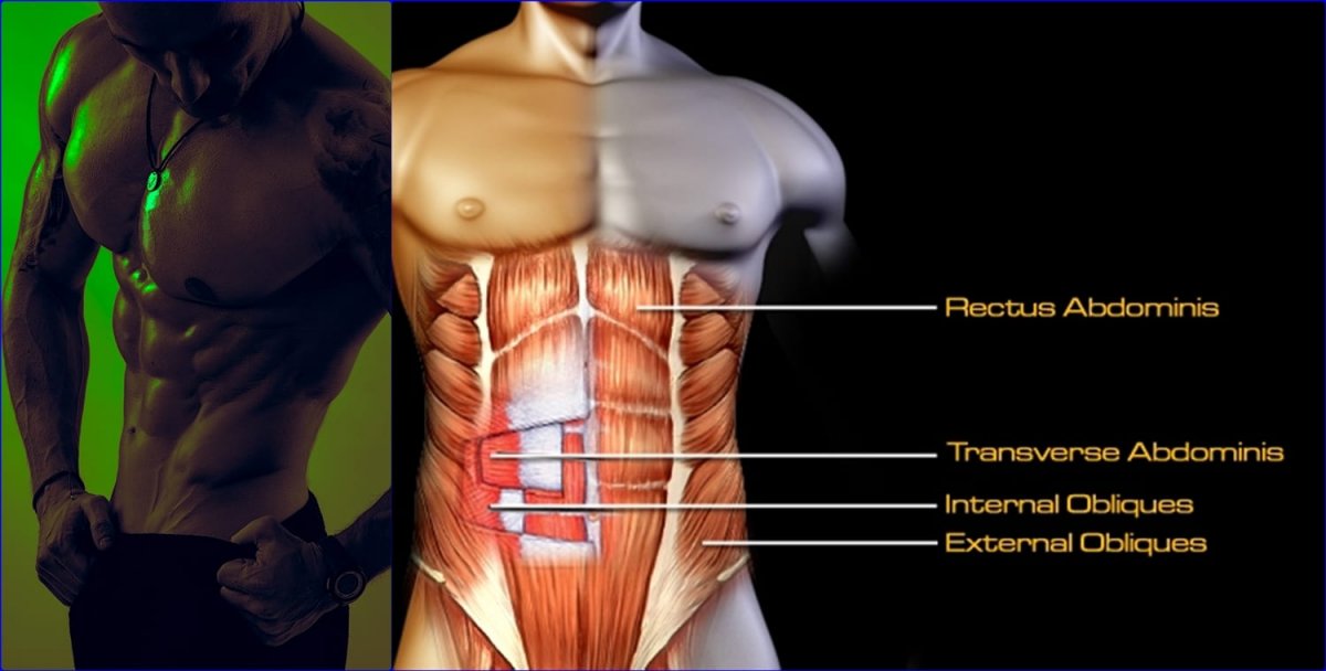 Мышцы боковой стенки живота анатомия