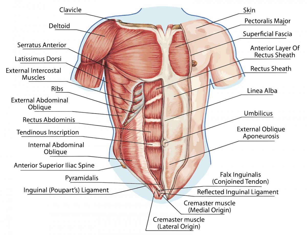 Прямые мышцы живота диастаз