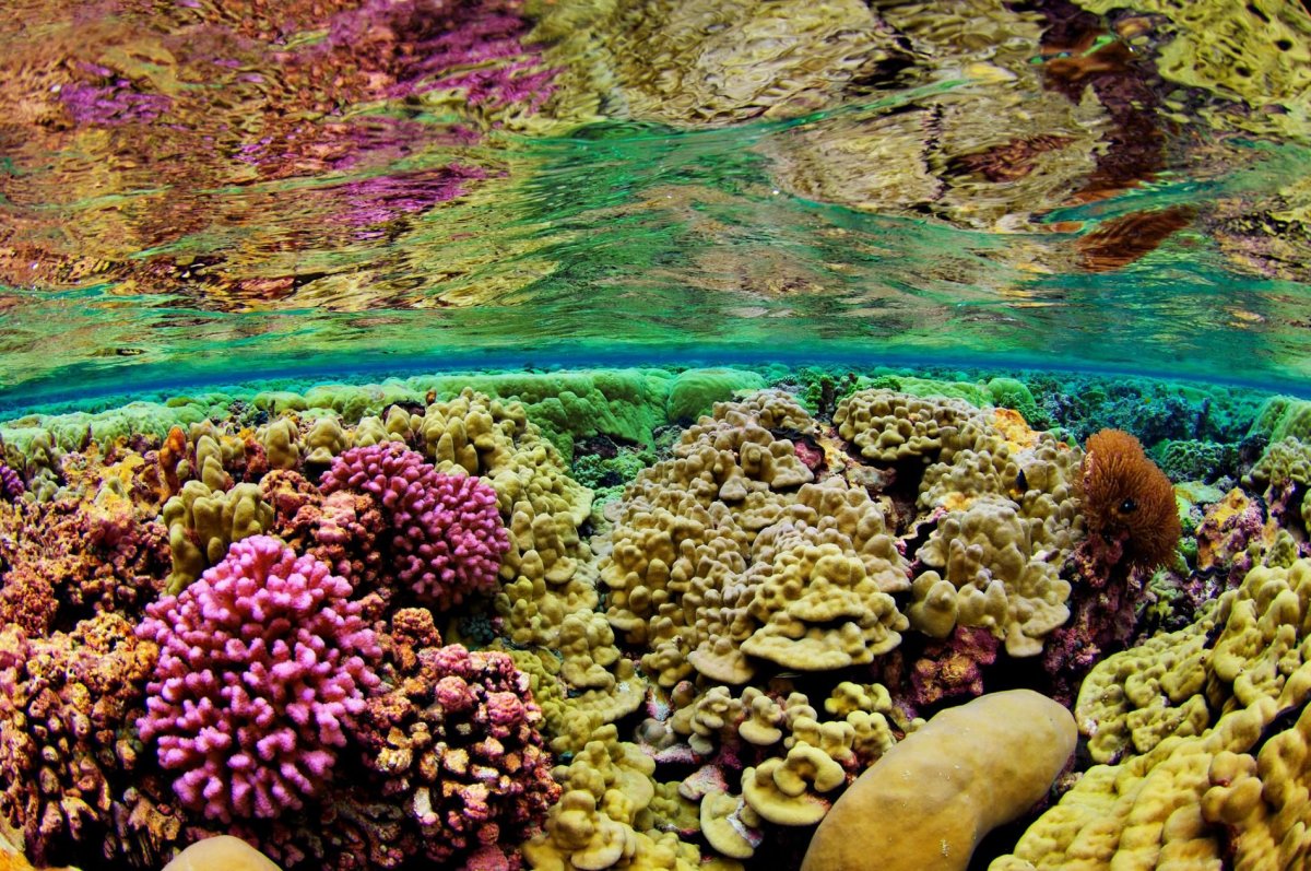 Коралловые рифы Тихого океана