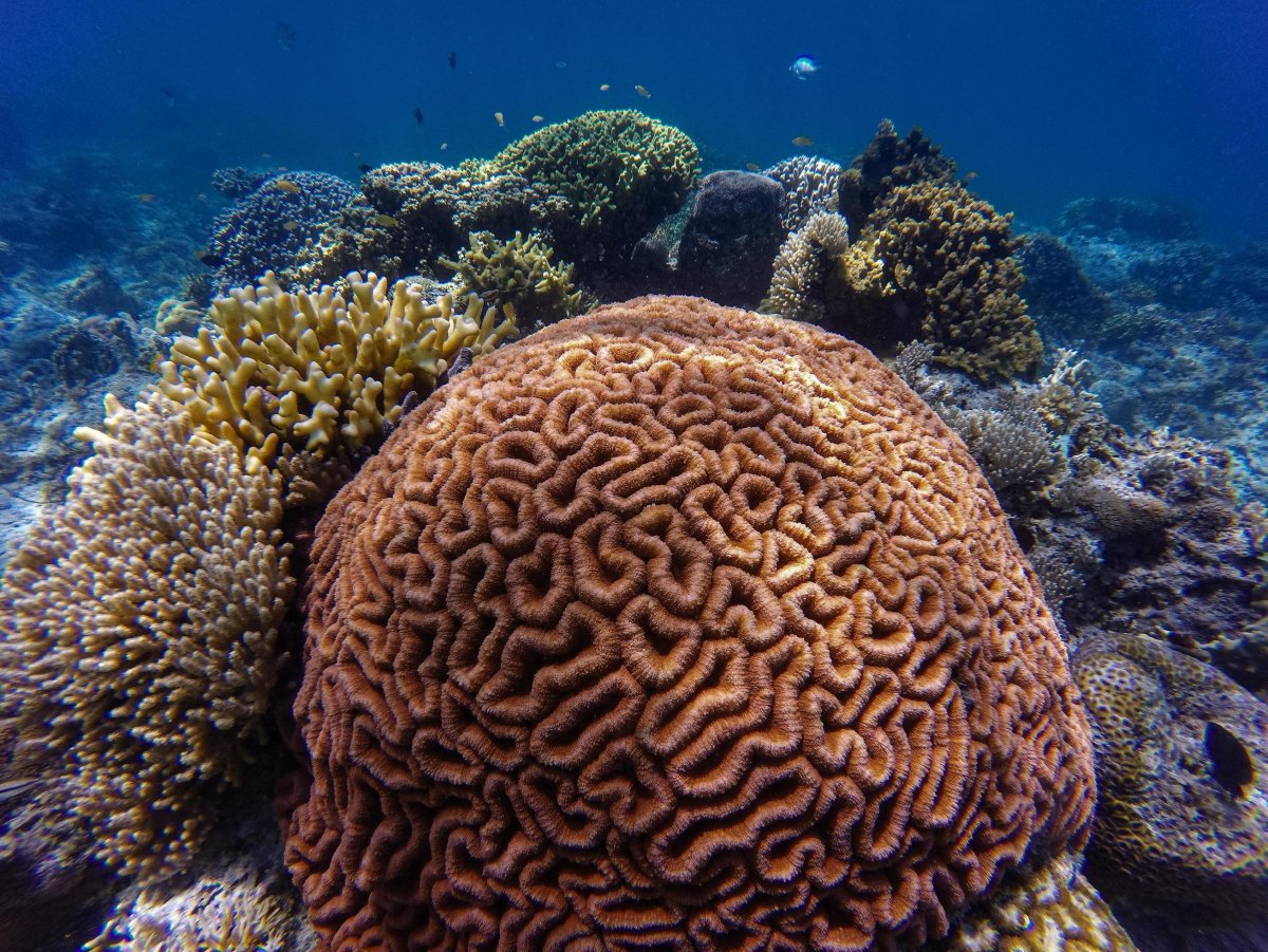 Коралловый риф в Турции