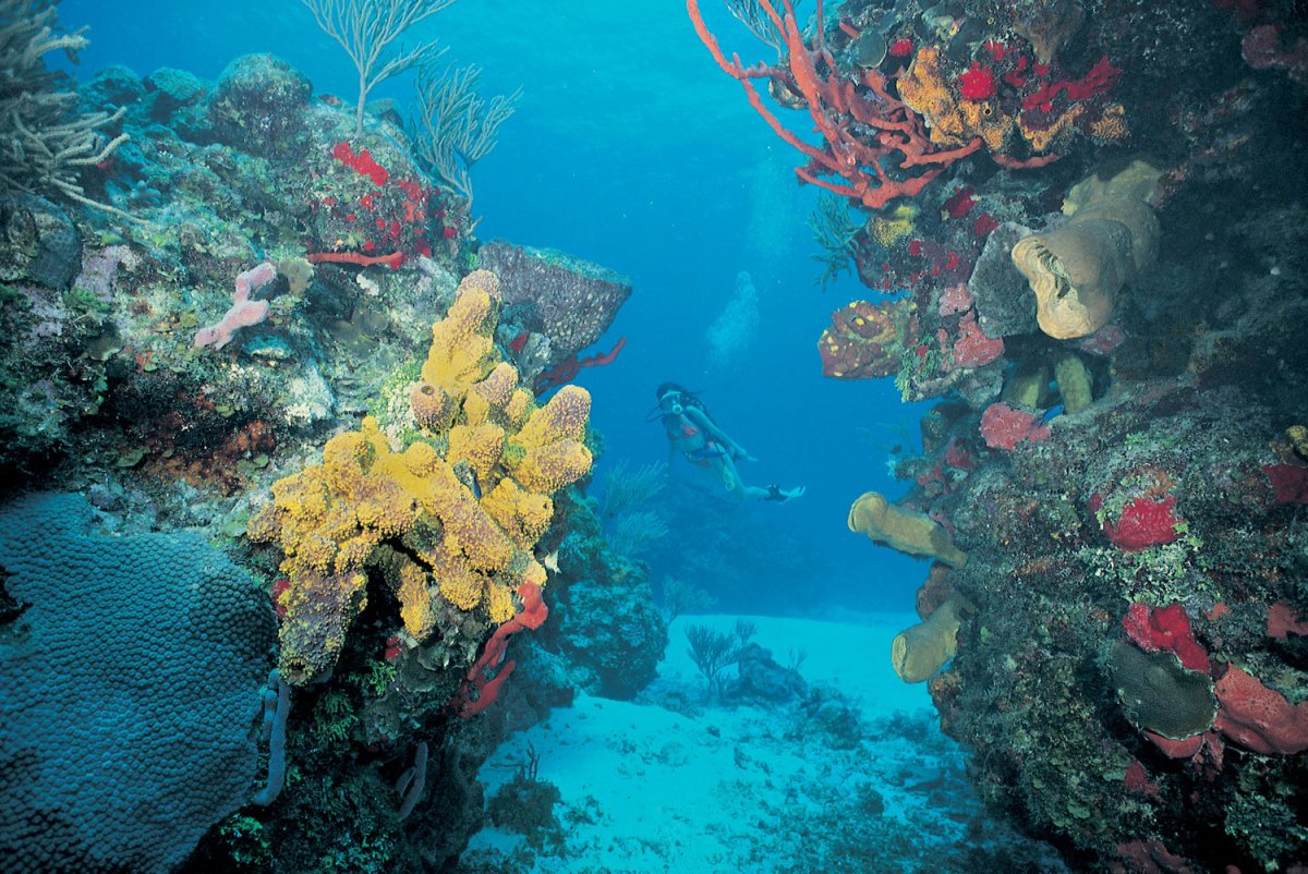 Коралловый риф Куба