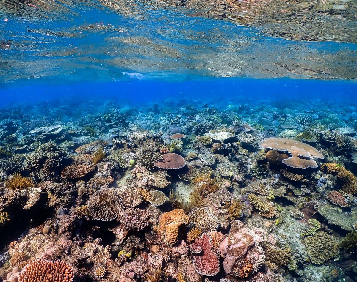 Коралловый риф Маврикий