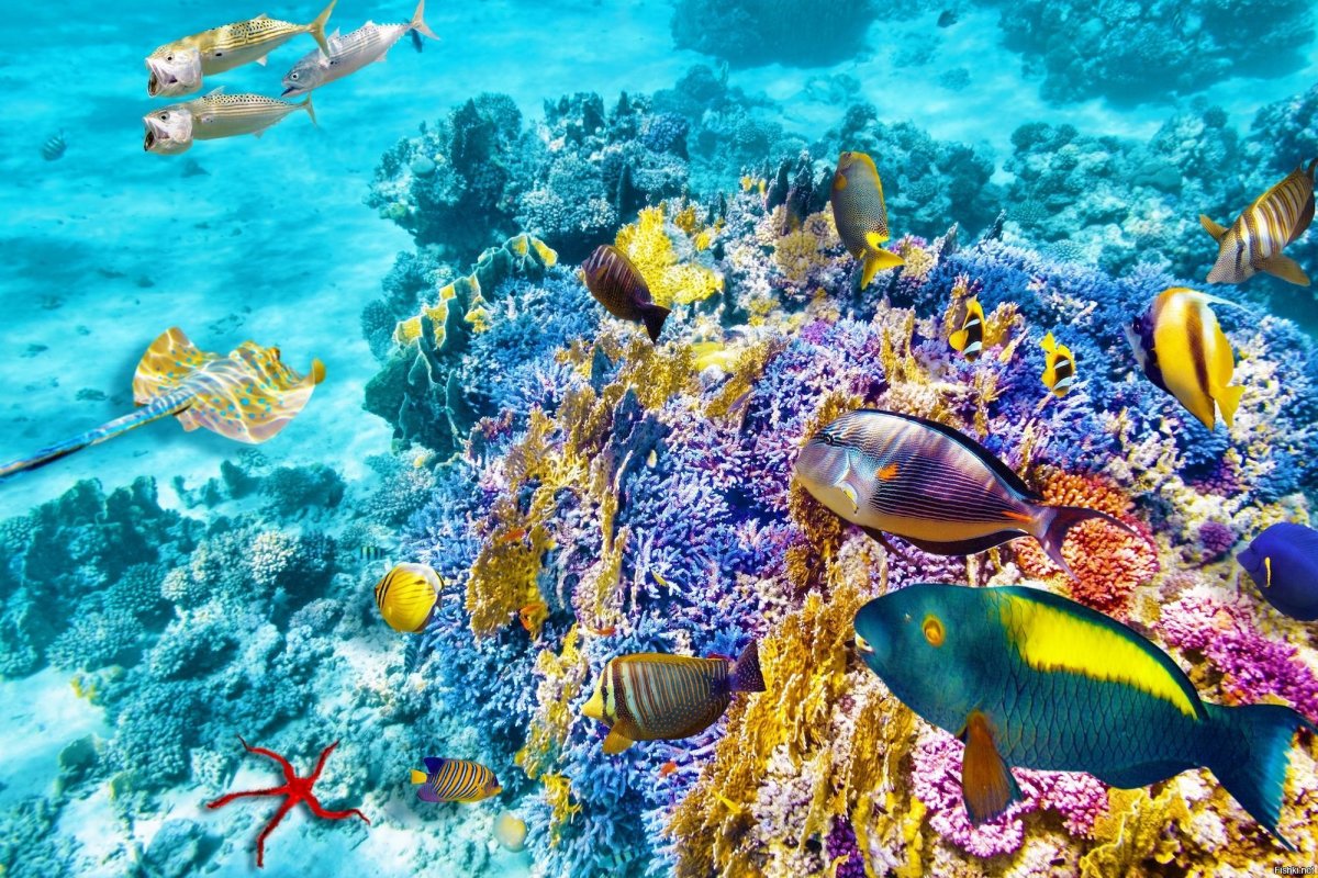 Гавайи коралловый риф