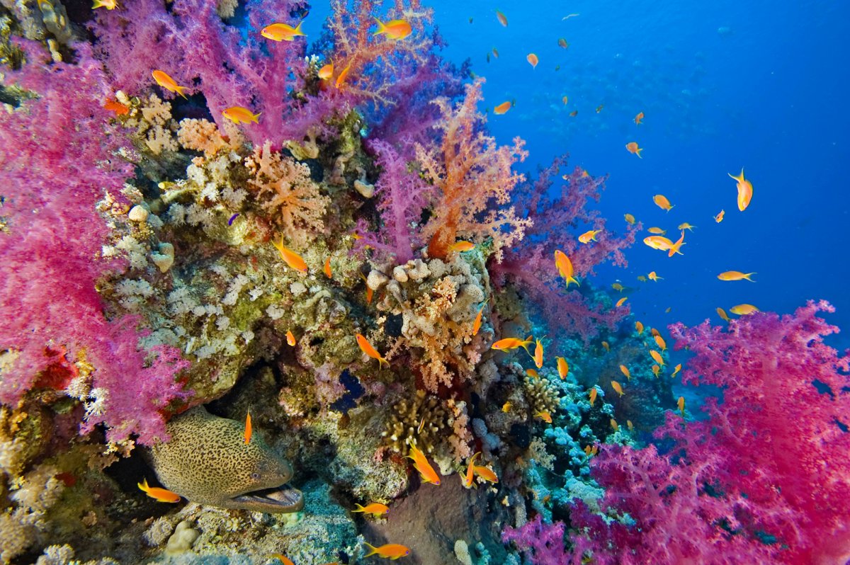 Коралловые рифы индийского океана