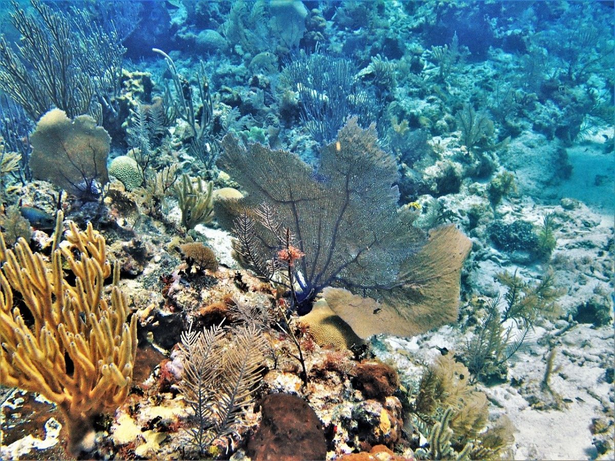 Кауаи, Гавайи коралловый риф