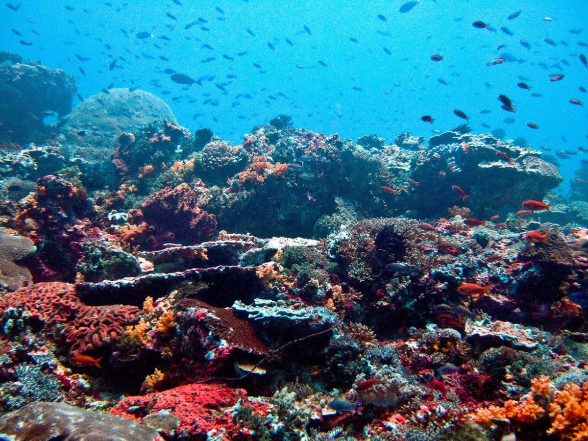 Коралловый риф Цусима