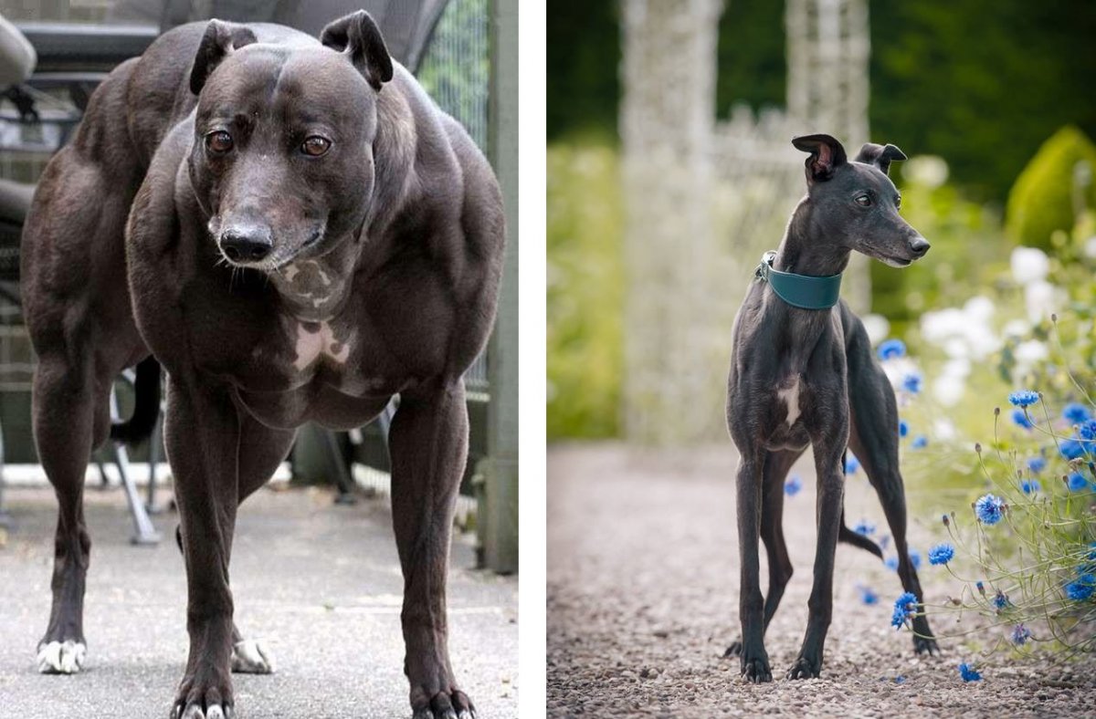 Большая Венди самая мускулистая собака в мире