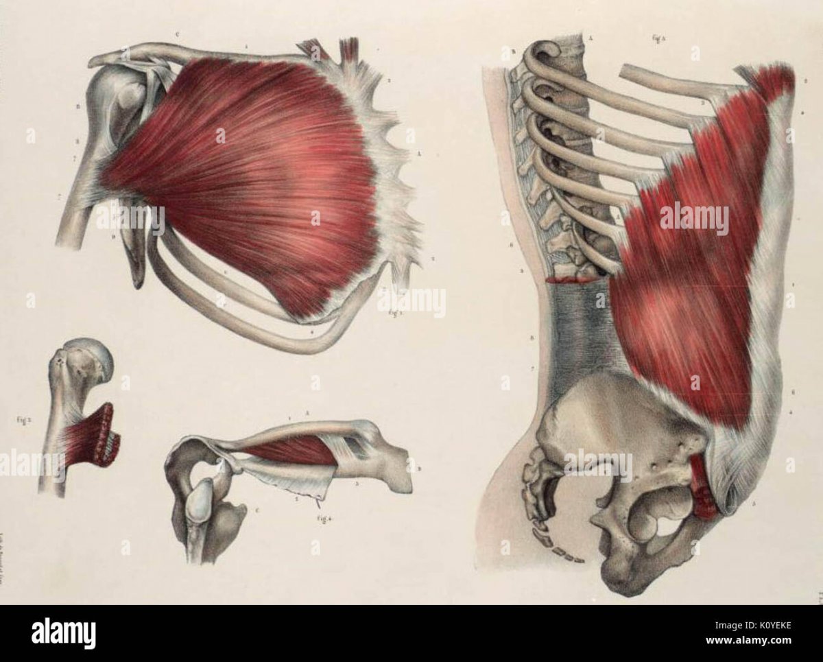 Мышцы плечевого сустава человека анатомия
