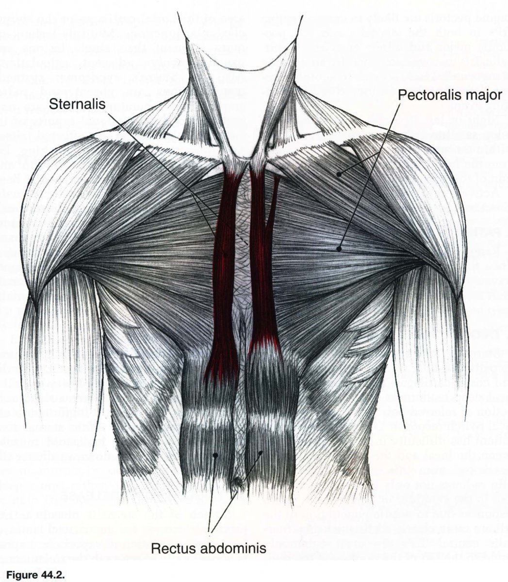 Мышцы вращательной манжеты плечевого сустава