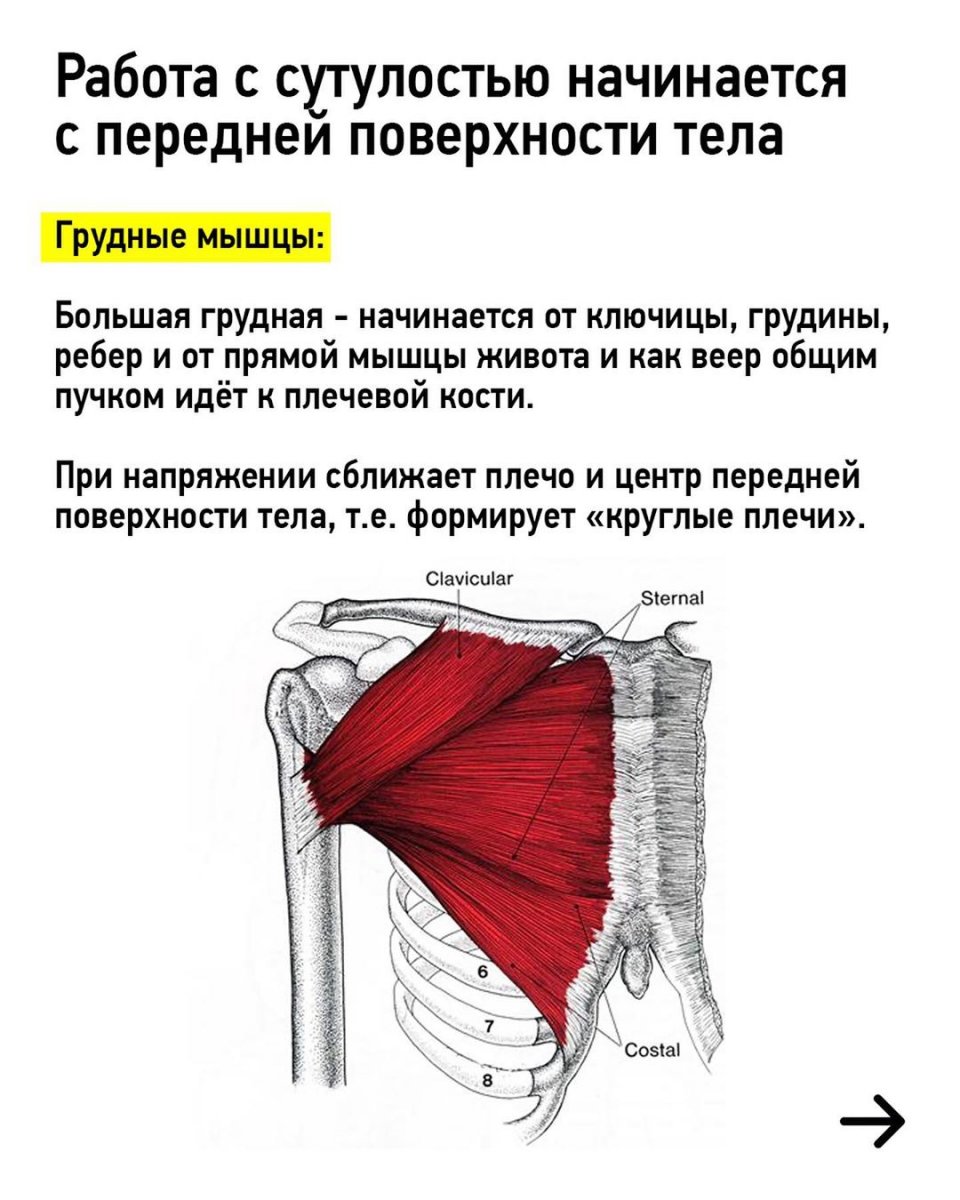 Мышцы пояса верхней конечности анатомия