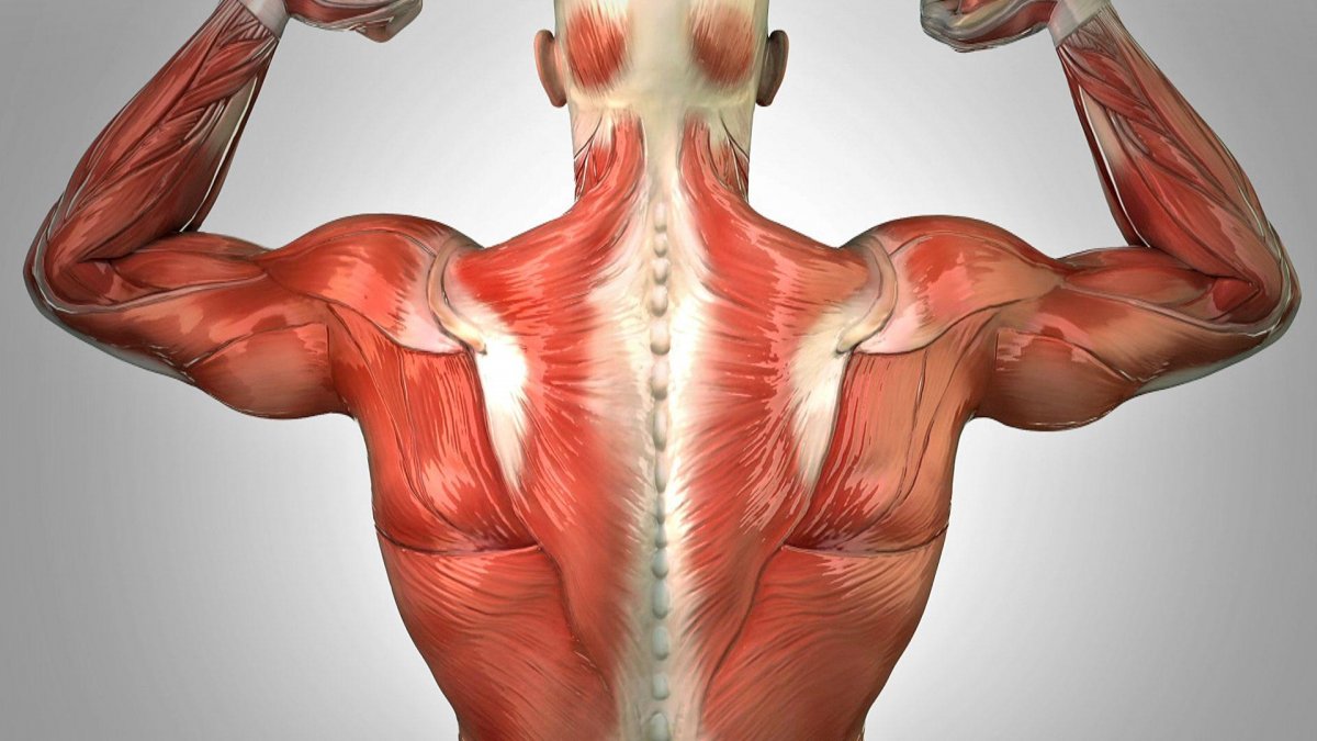 Средняя и нижняя часть трапециевидной мышцы