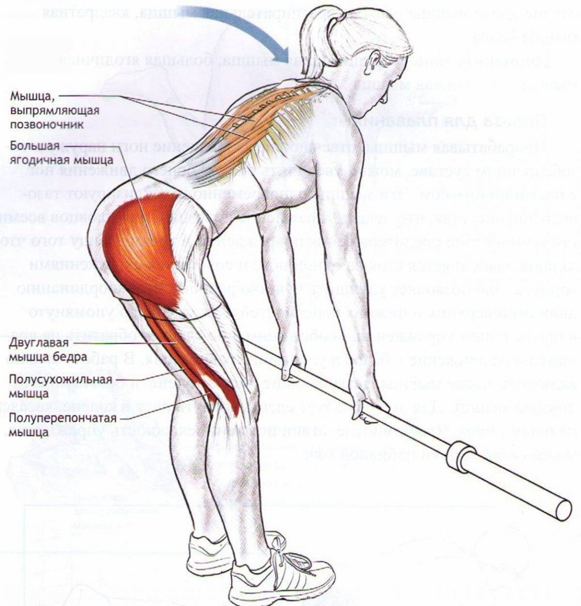 Румынская становая тяга мышцы