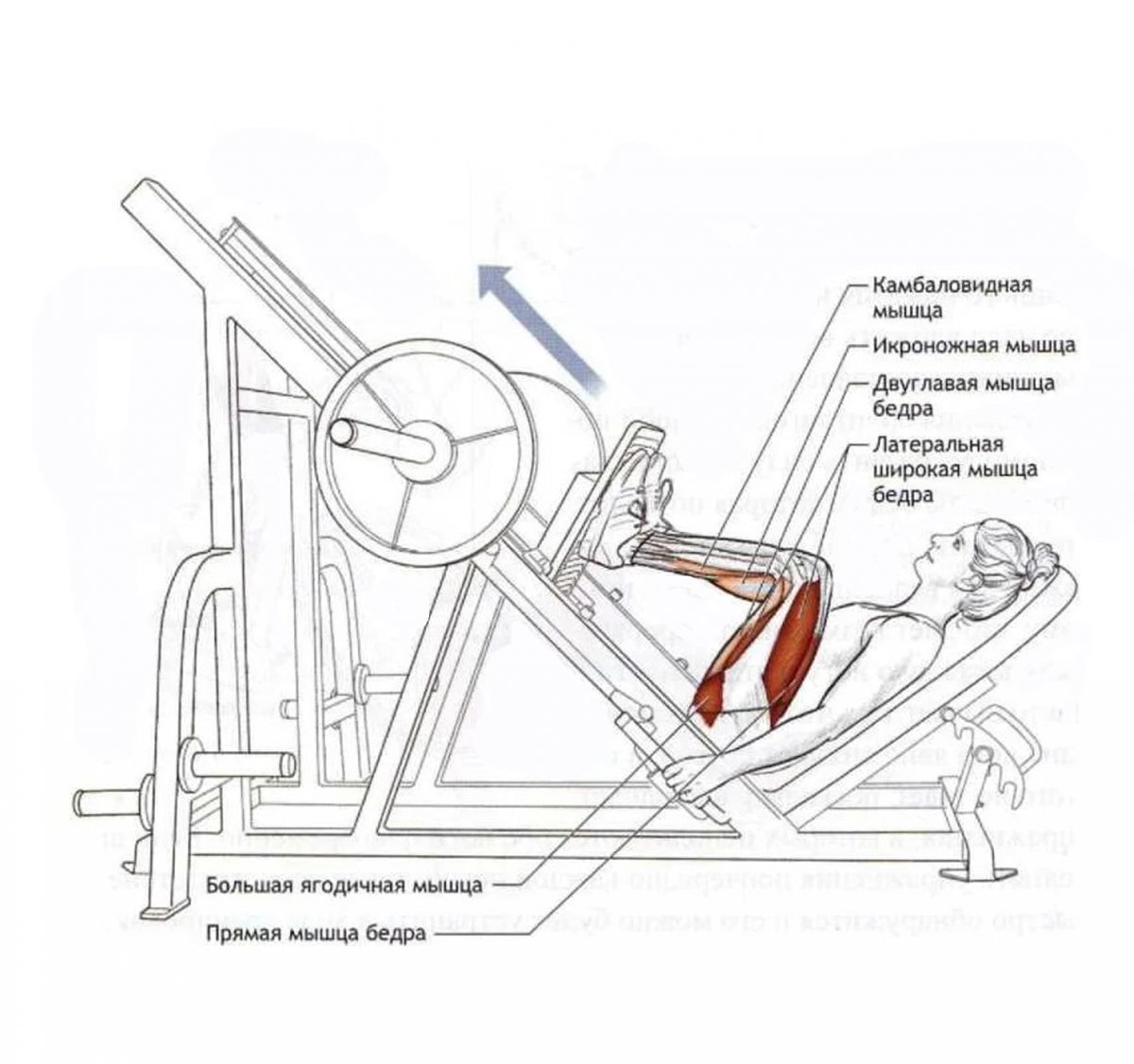 Жим ногами тренажер техника