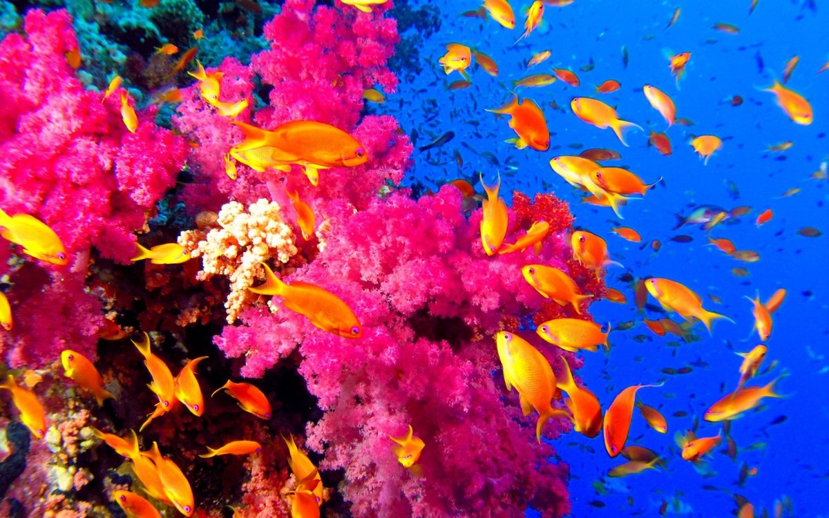 Красный коралл Средиземное море