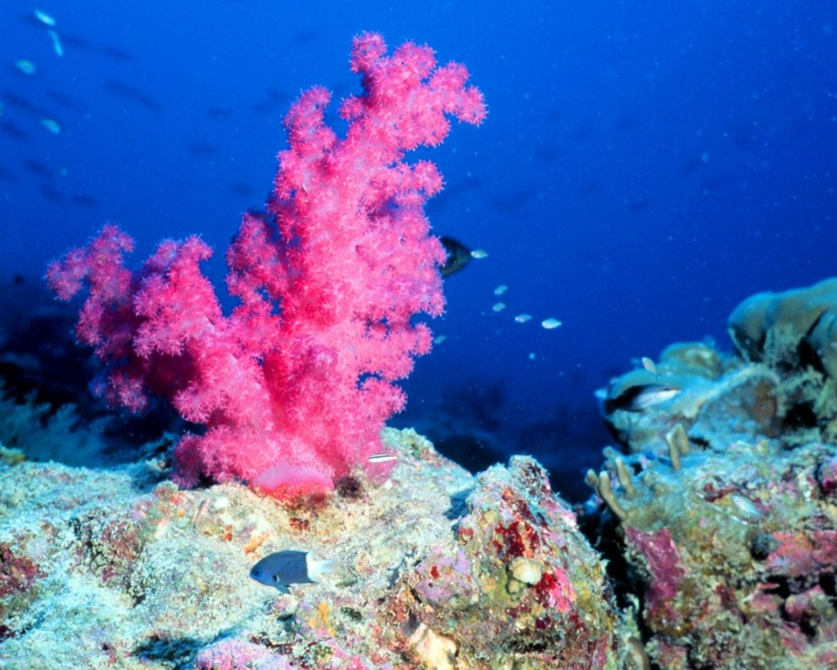 Подводный риф риф