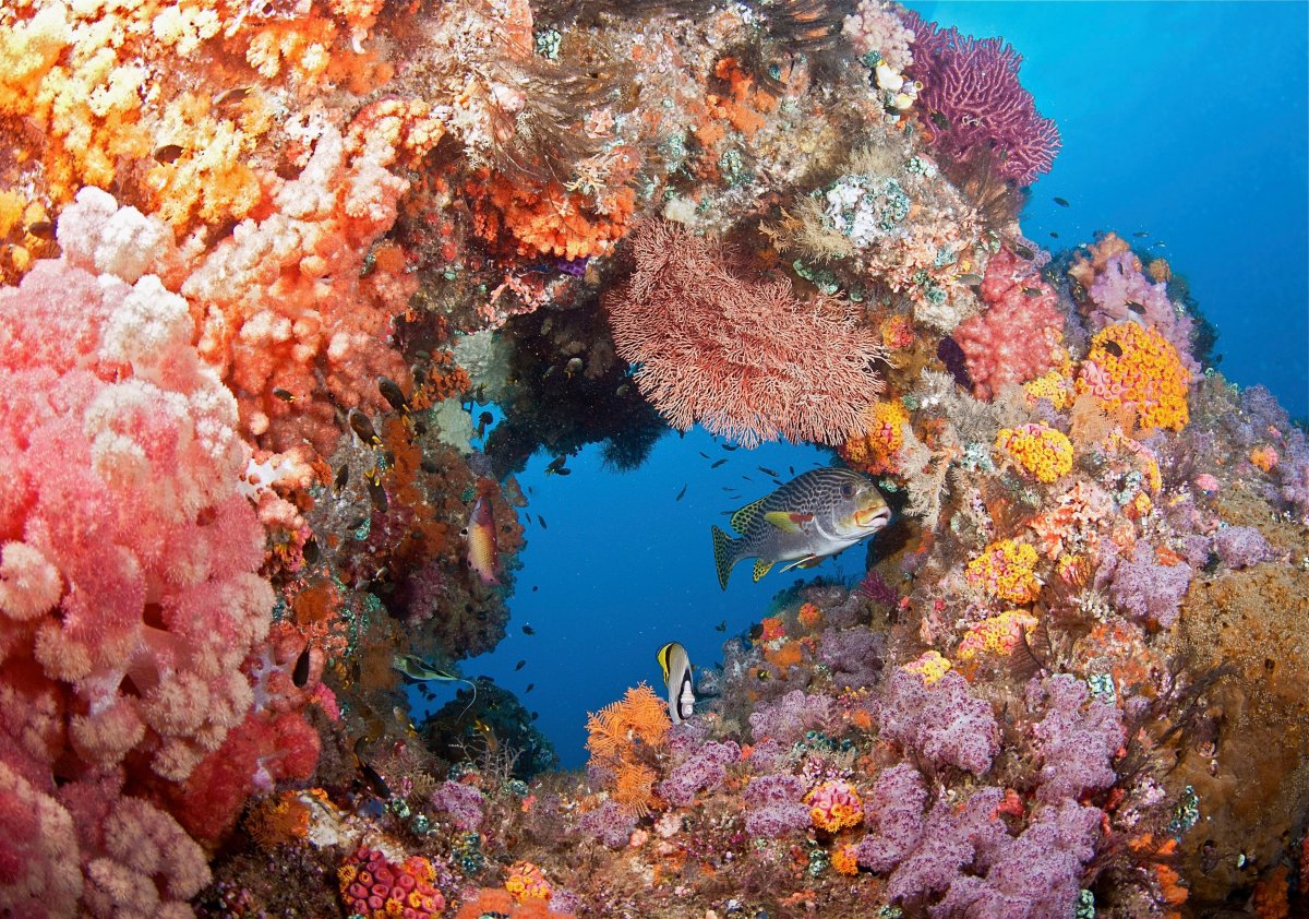 Морские обитатели кораллы
