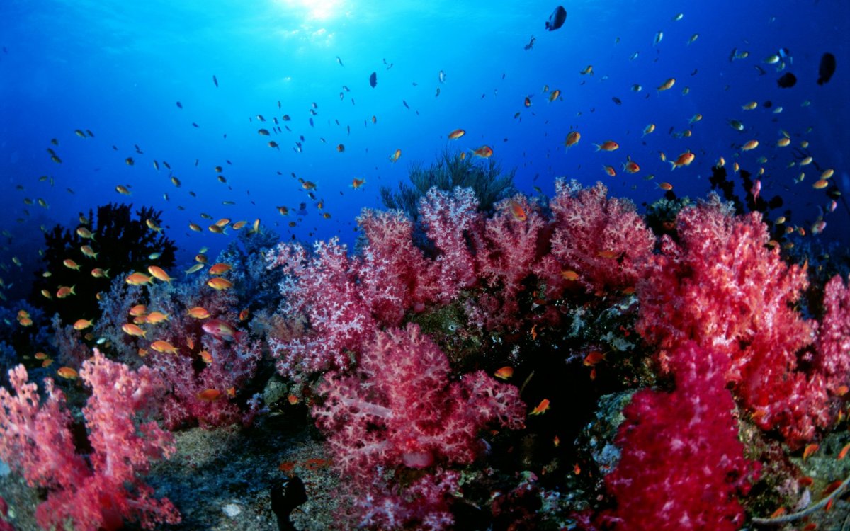 Коралловые рифы Уванэ