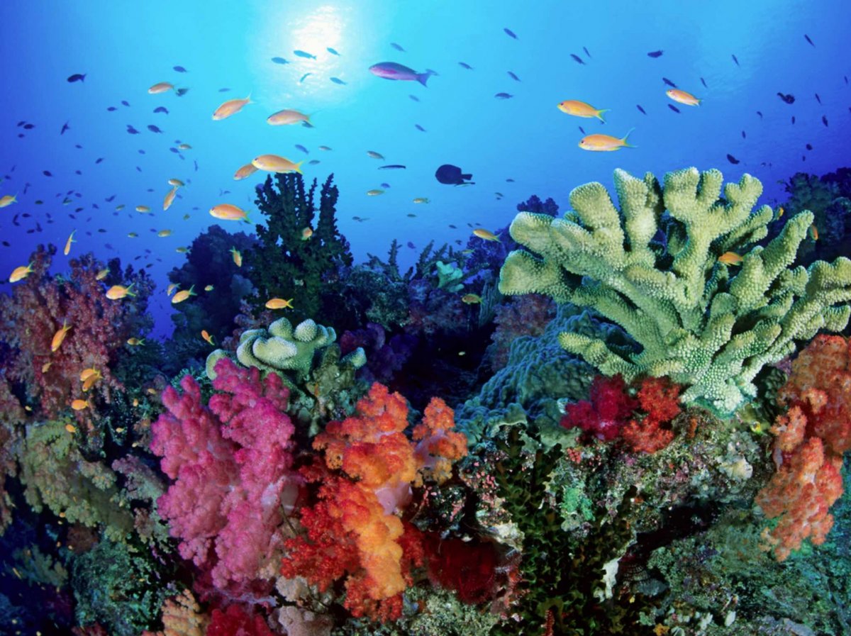 Шарм-Эль-Шейх кораллы рифы
