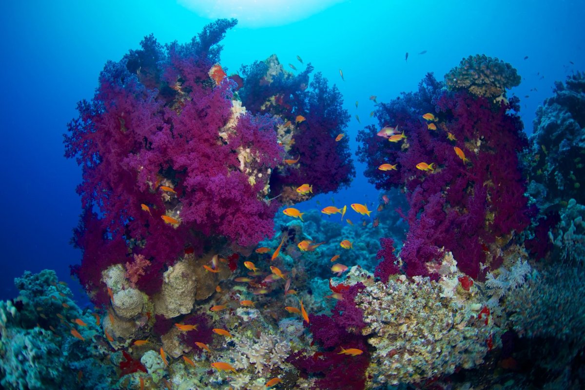 Кораллы в Египте риф