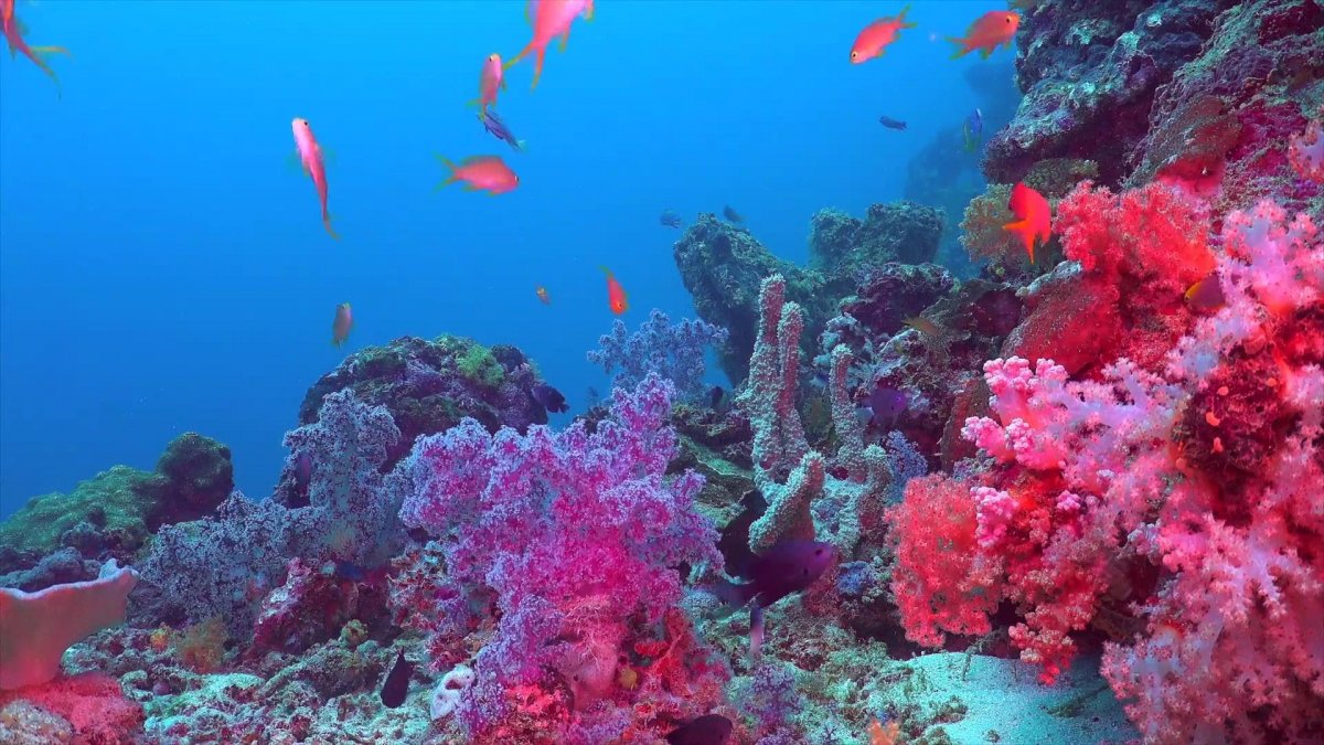 Морские кораллы рифы