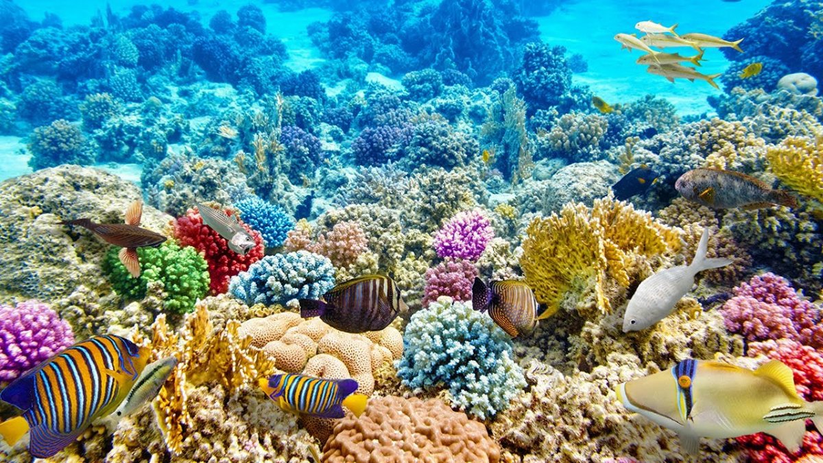 Шарм-Эль-Шейх кораллы