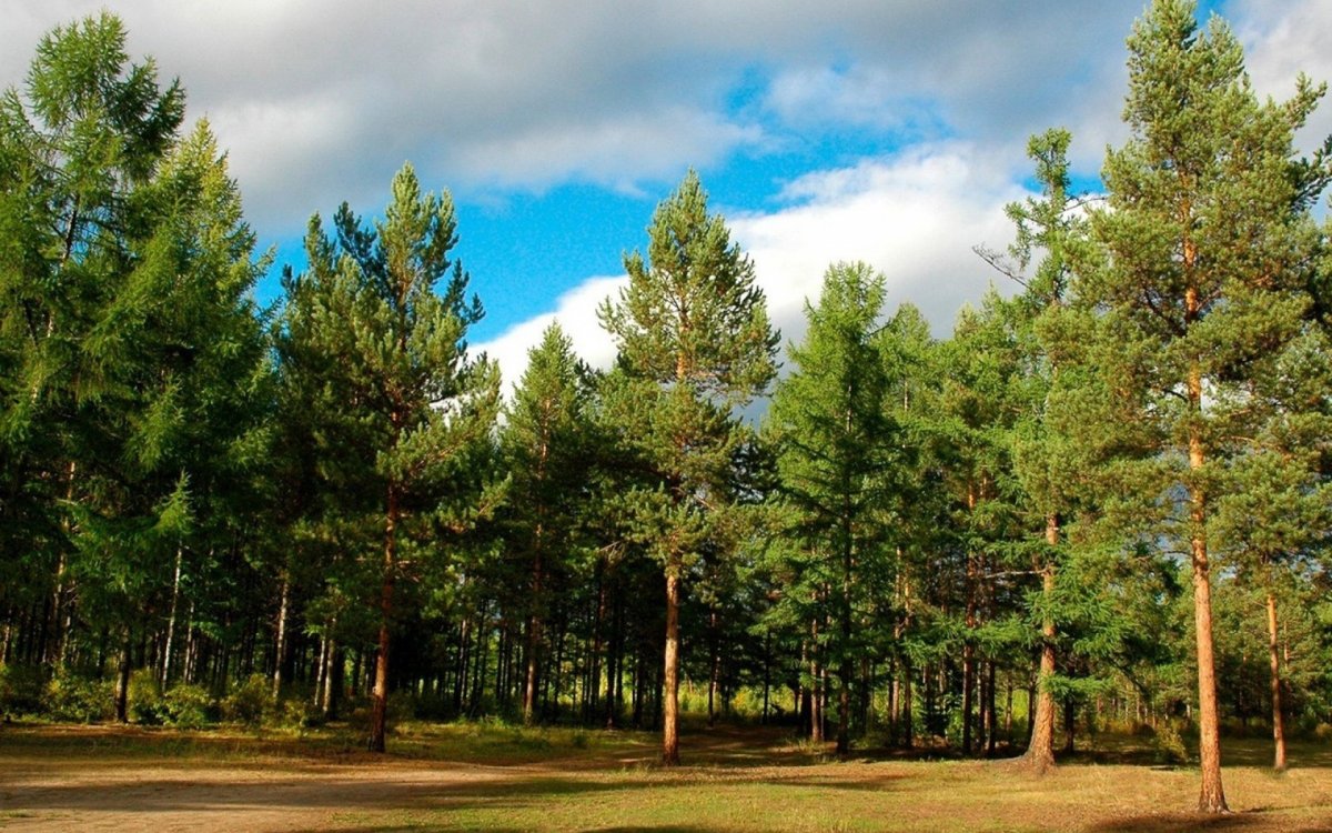 Сосновый лес Волгоград
