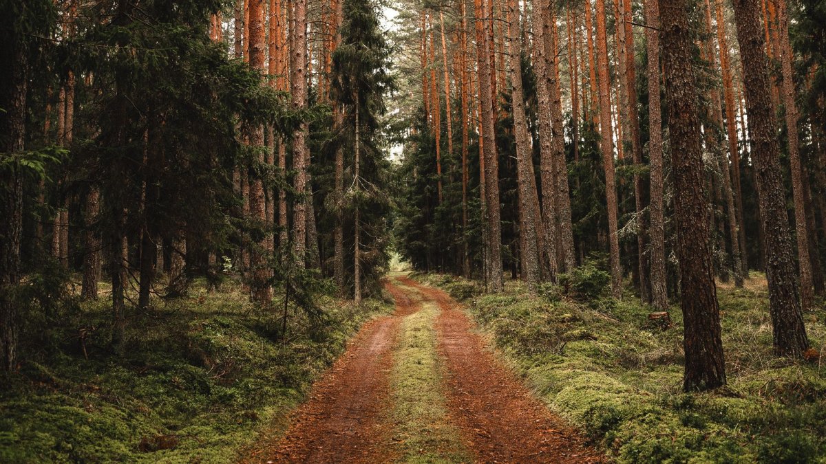 Дорога в Сосновом лесу