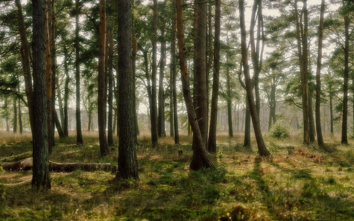 Арчеда Сосновый лес
