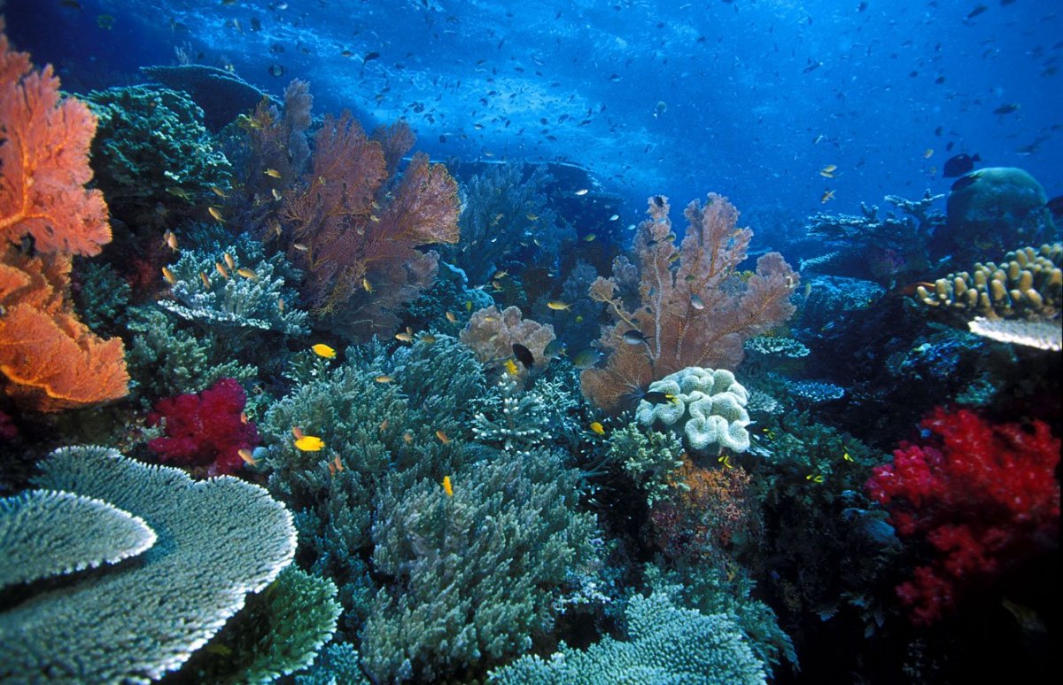 Большой Барьерный риф дайвинг