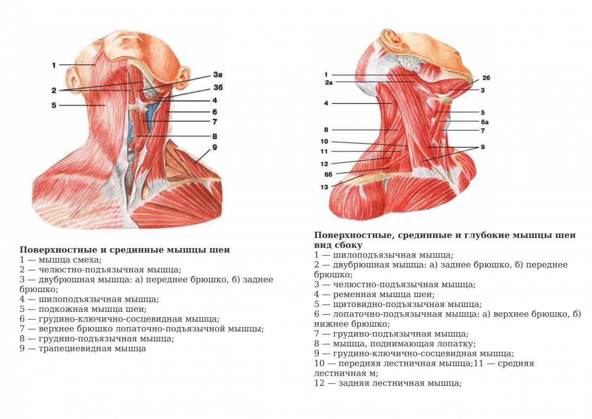 Иннервация мышц шеи анатомия