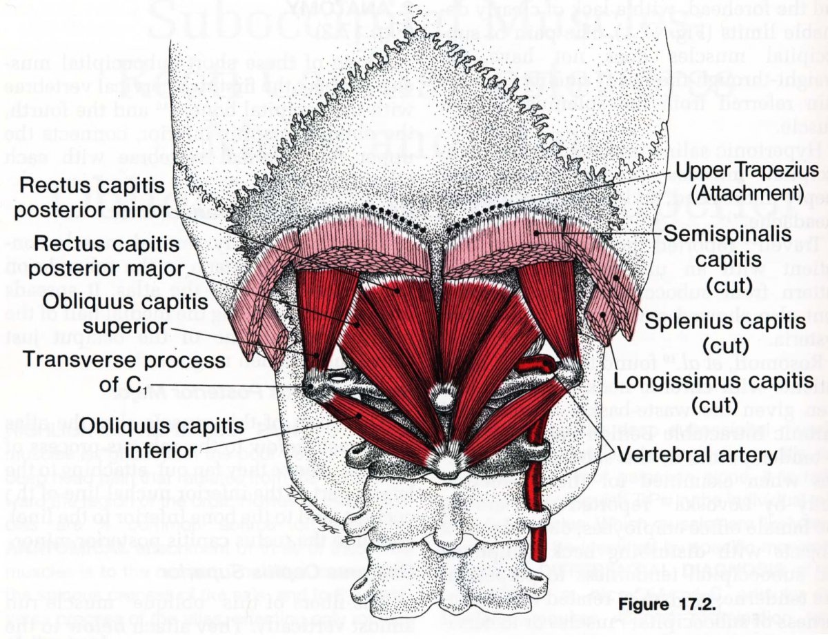 Подъязычные мышцы шеи анатомия
