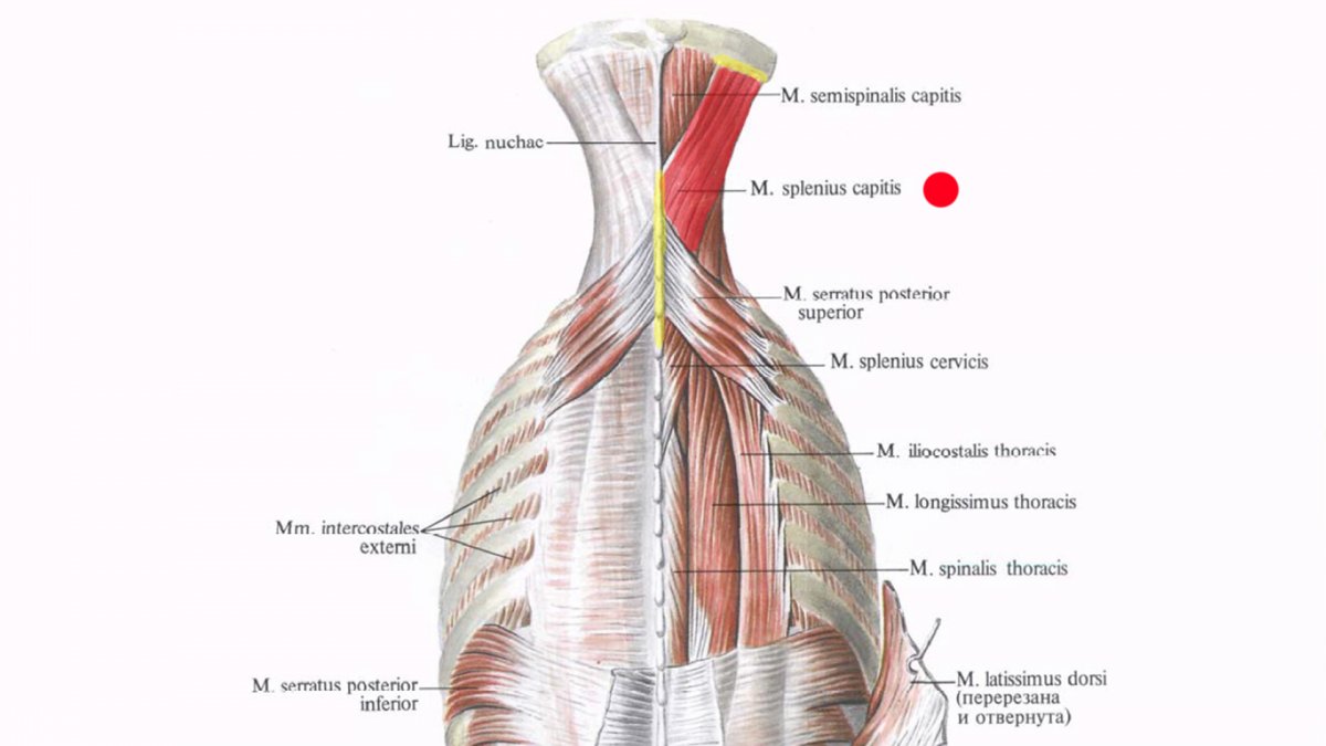 Мимические мышцы анатомия человека